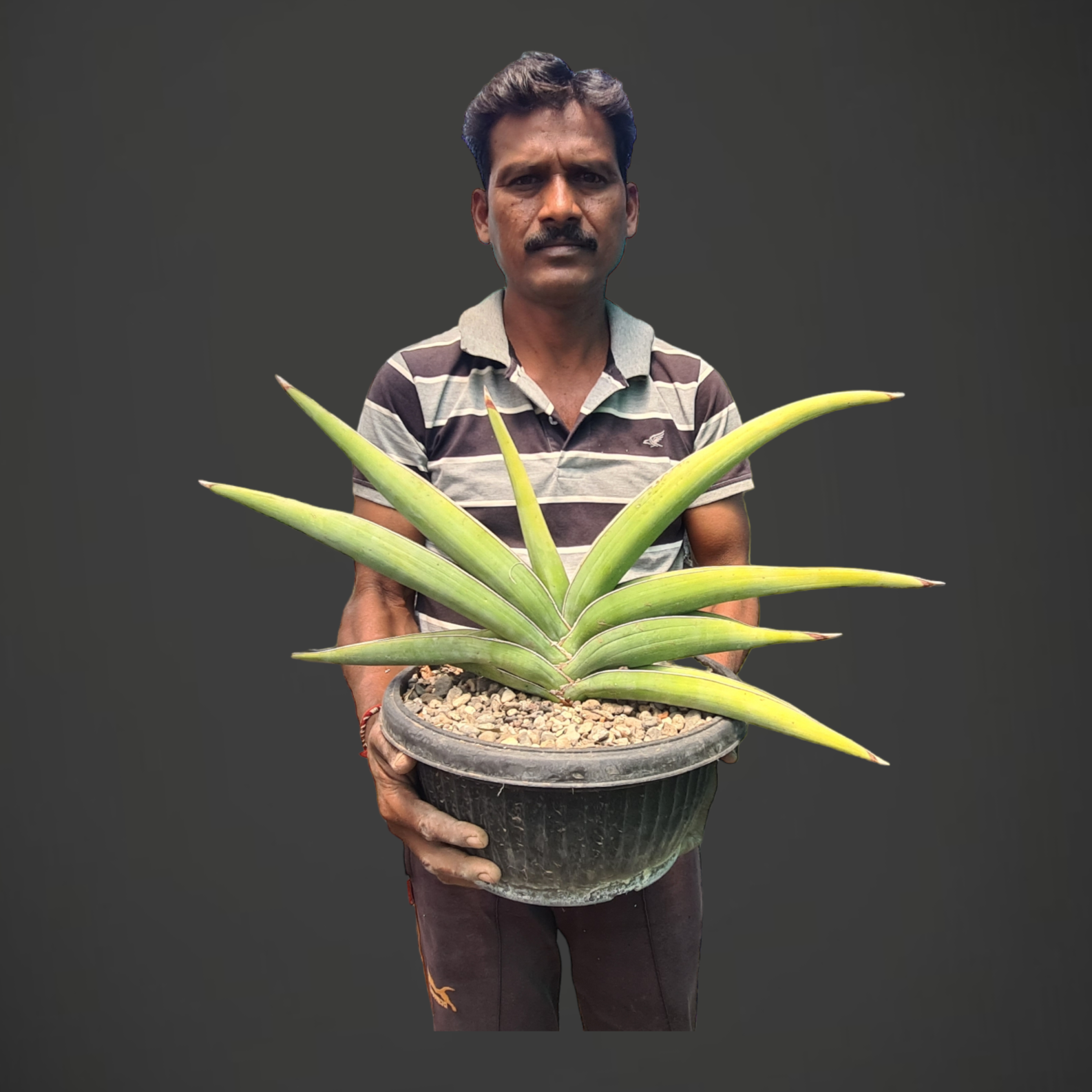 Sansevieria Robusta Var Banana – Rare Variegated Snake Plant – Samarth  Cactus Nursery