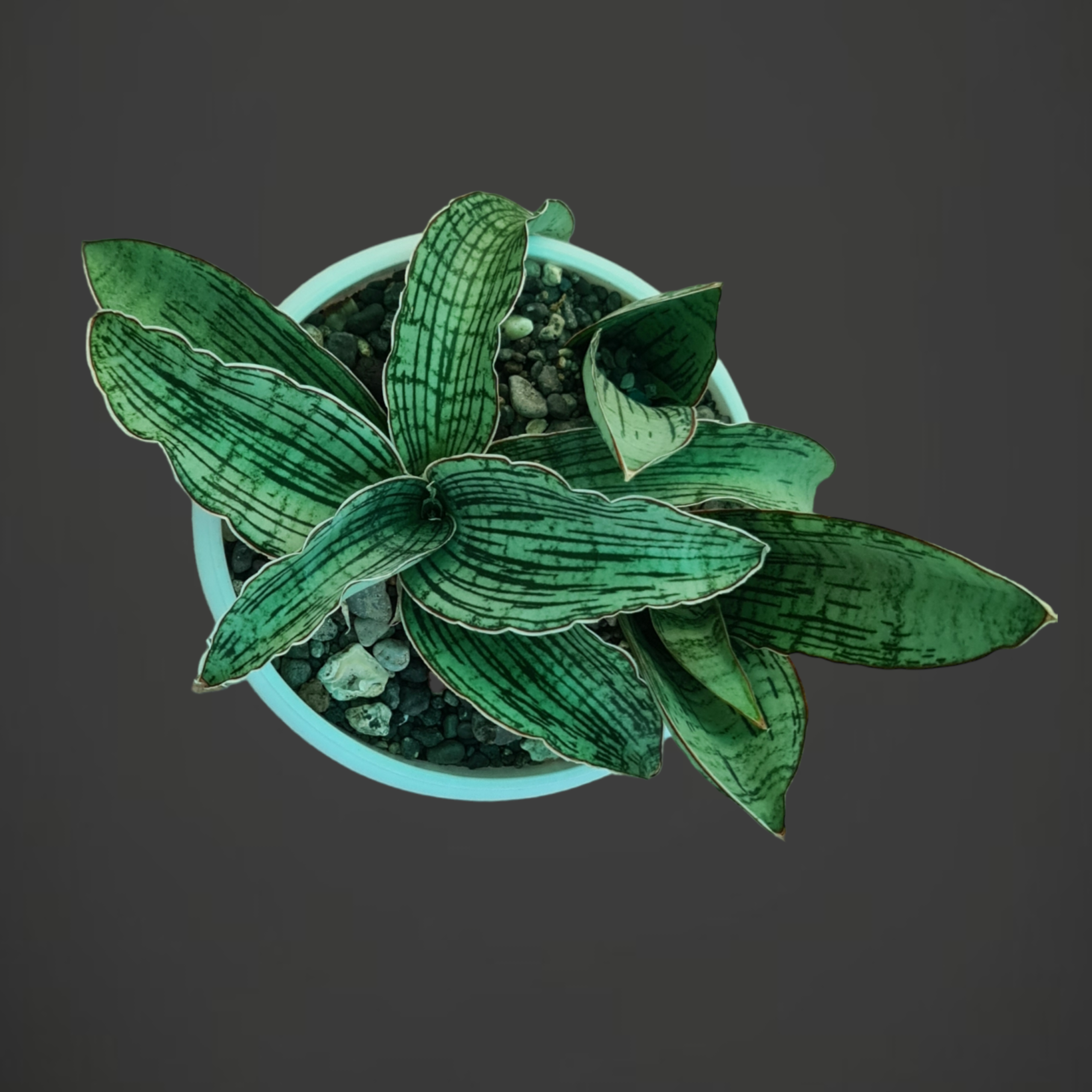 Sansevieria Cleopatra  Rare Designer Snake Plant  Samarth Cactus Nursery