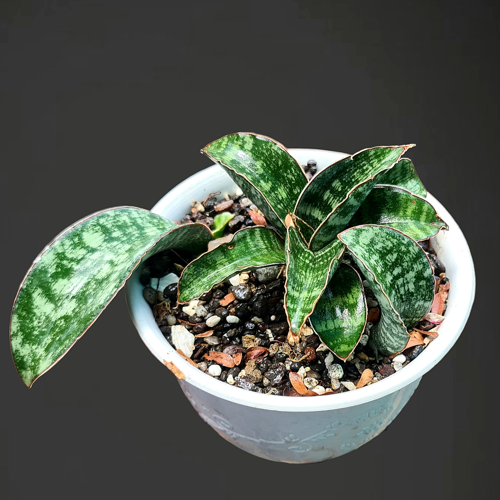 Sansevieria Elliptica Horwood – Rare Snake Plant Collector – Samarth Cactus  Nursery