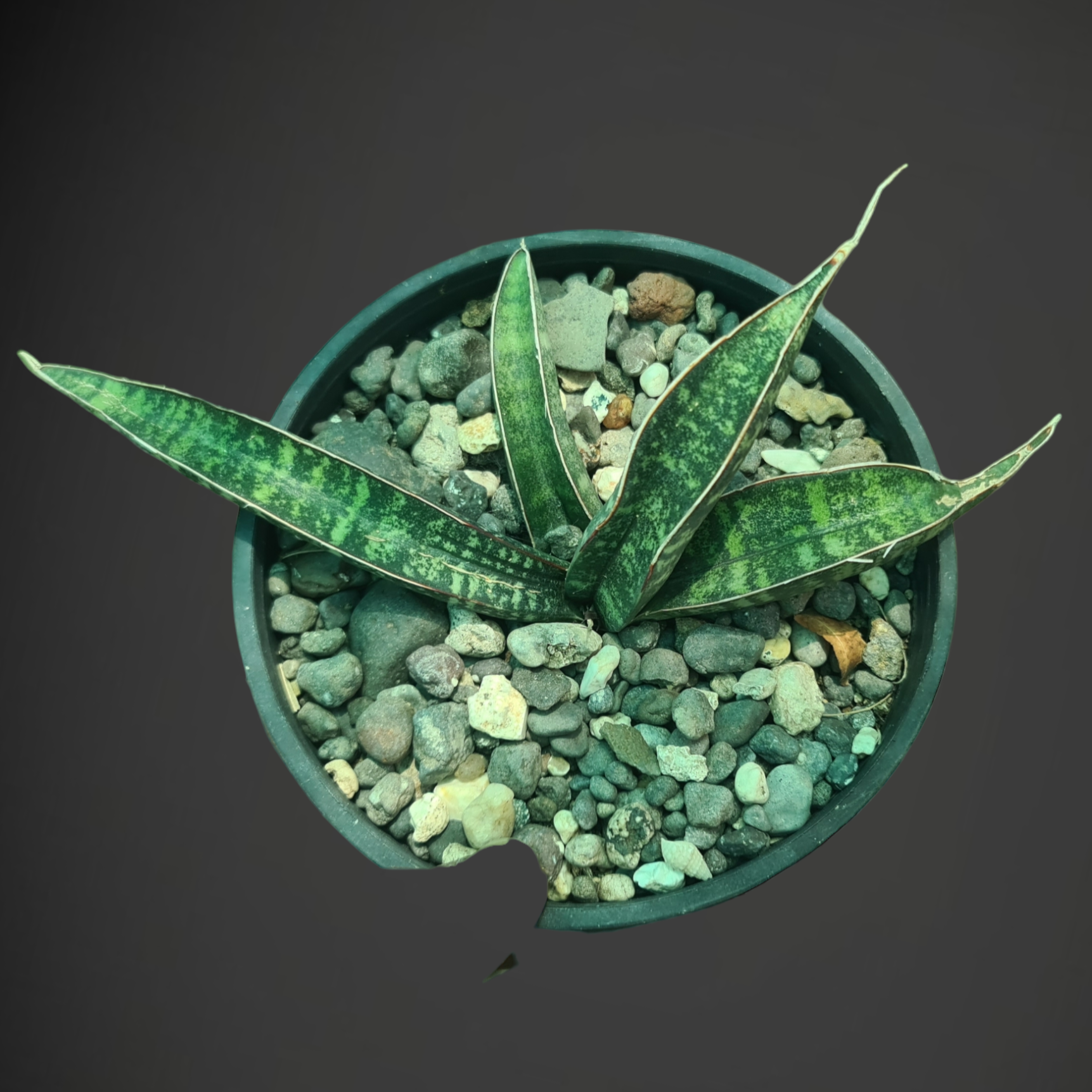 Sansevieria fischeri singularis – Samarth Cactus Nursery
