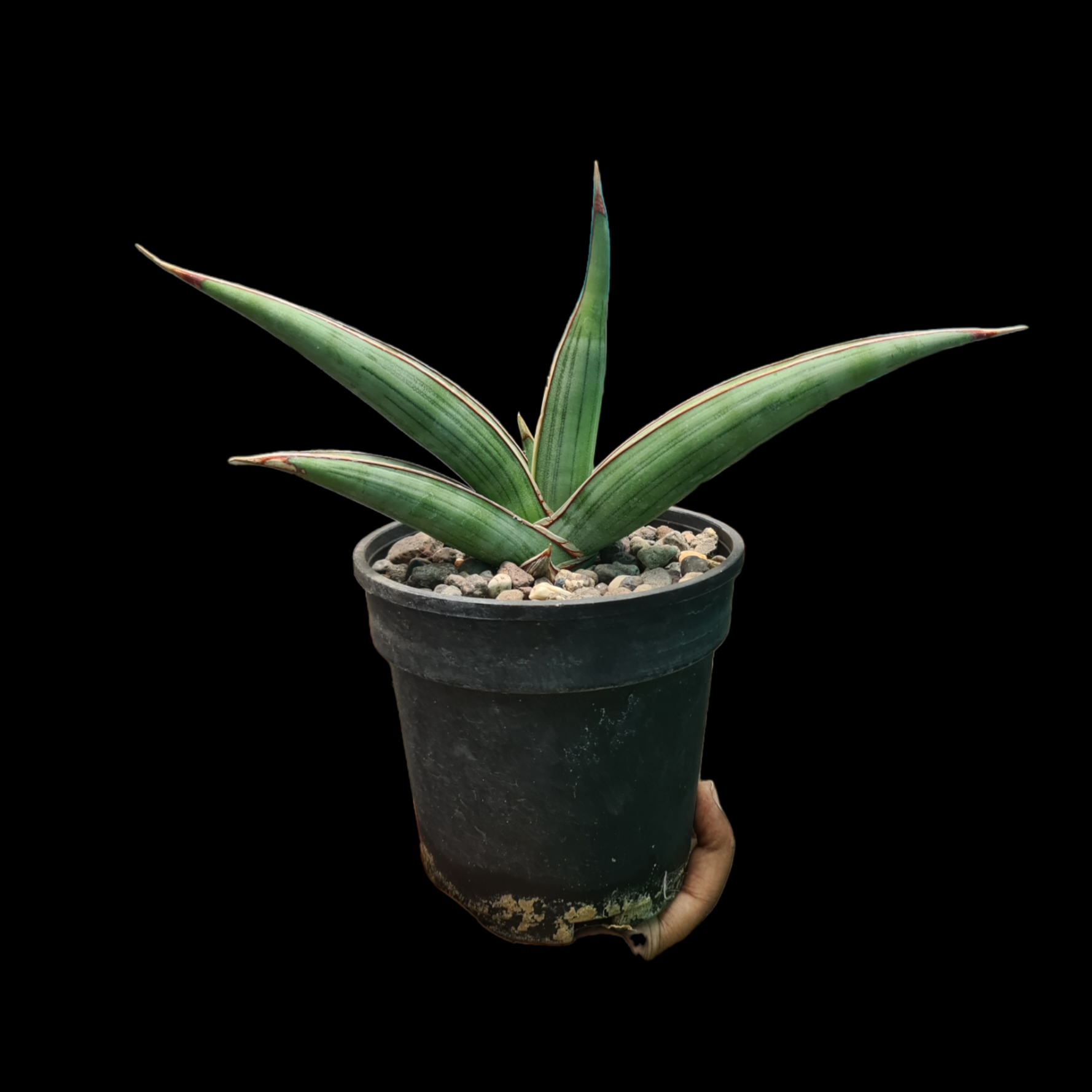 sansevieria johannesburg Sansevieria Johannesburg
