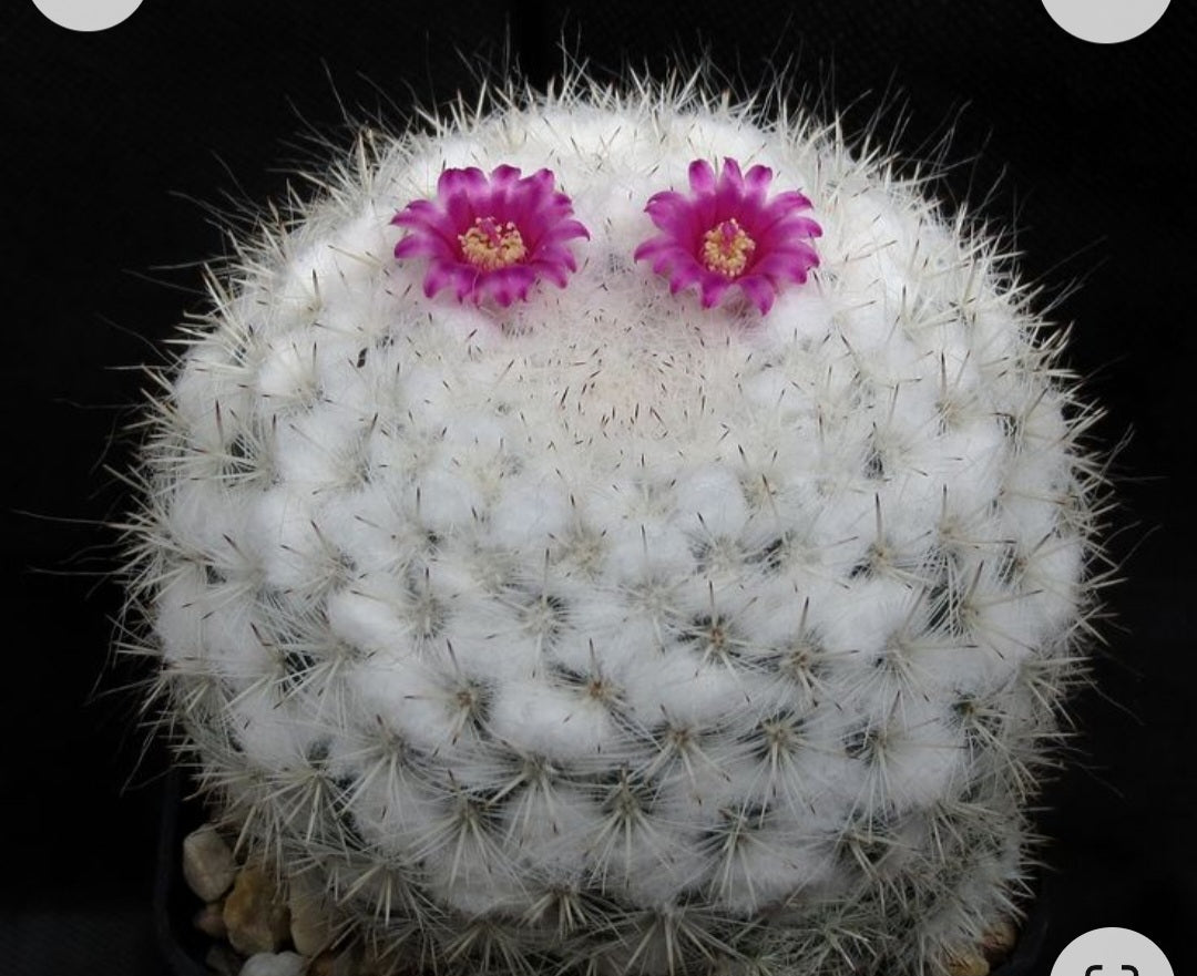 mammillaria cadereytensis Mammillaria Cadereytensis – Rare Collector Cactus – Samarth Cactus Nursery