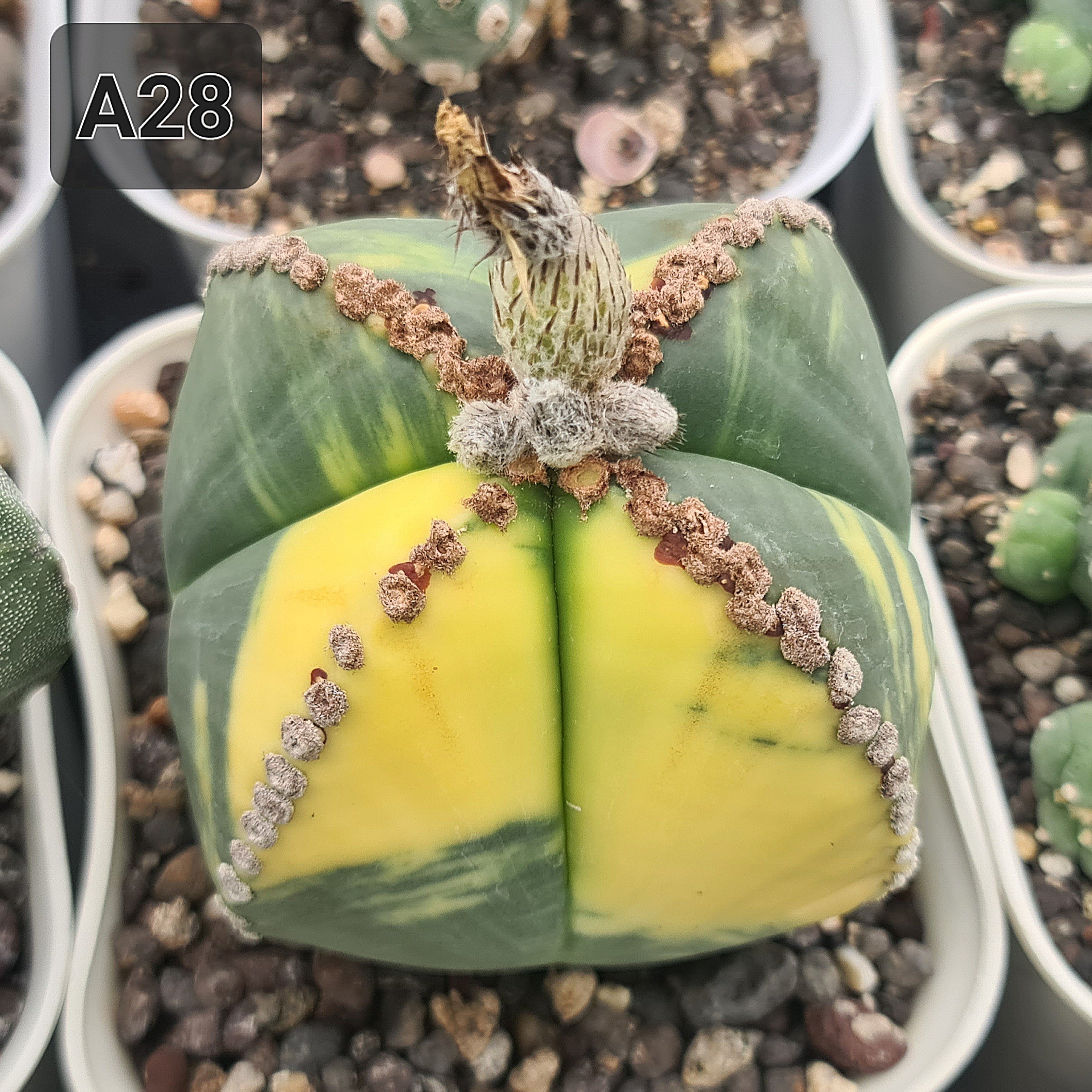 Astrophytum myriostigma quricostum cv ooibo variegated seeds
