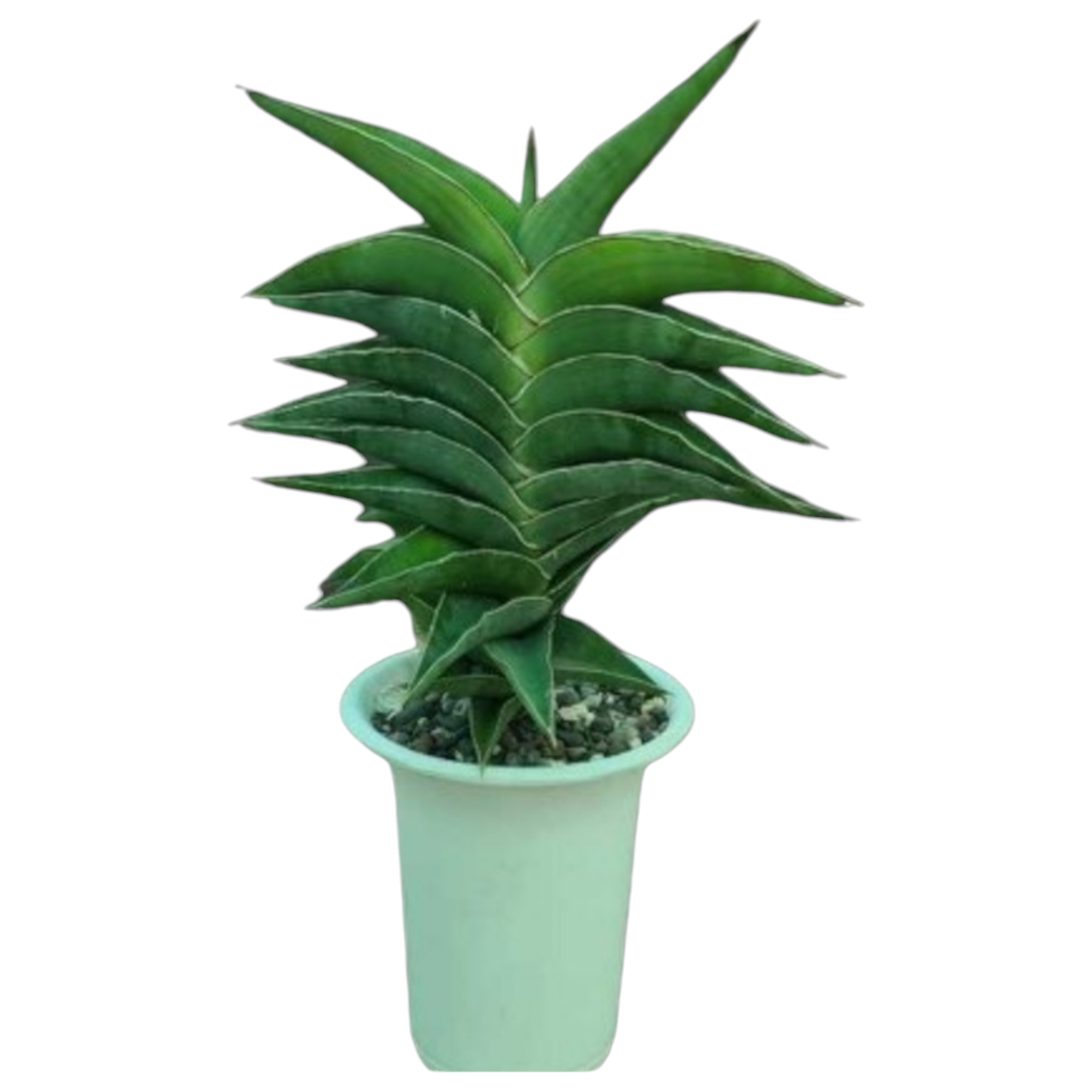 yu_san Sansevieria Xaskul 23395 Rare Snake Plant | Indoor Succulent India