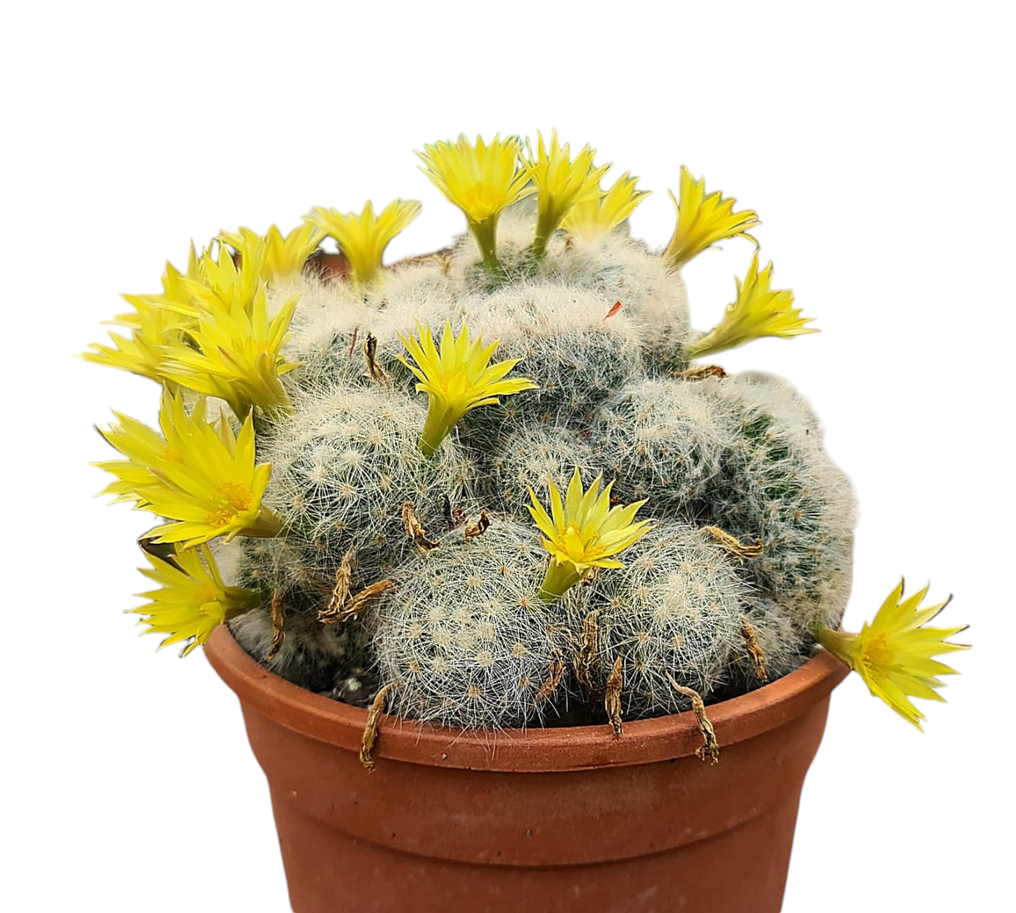Mammillaria Baumii Cristata – Rare Crested Cactus – Samarth Cactus Nursery