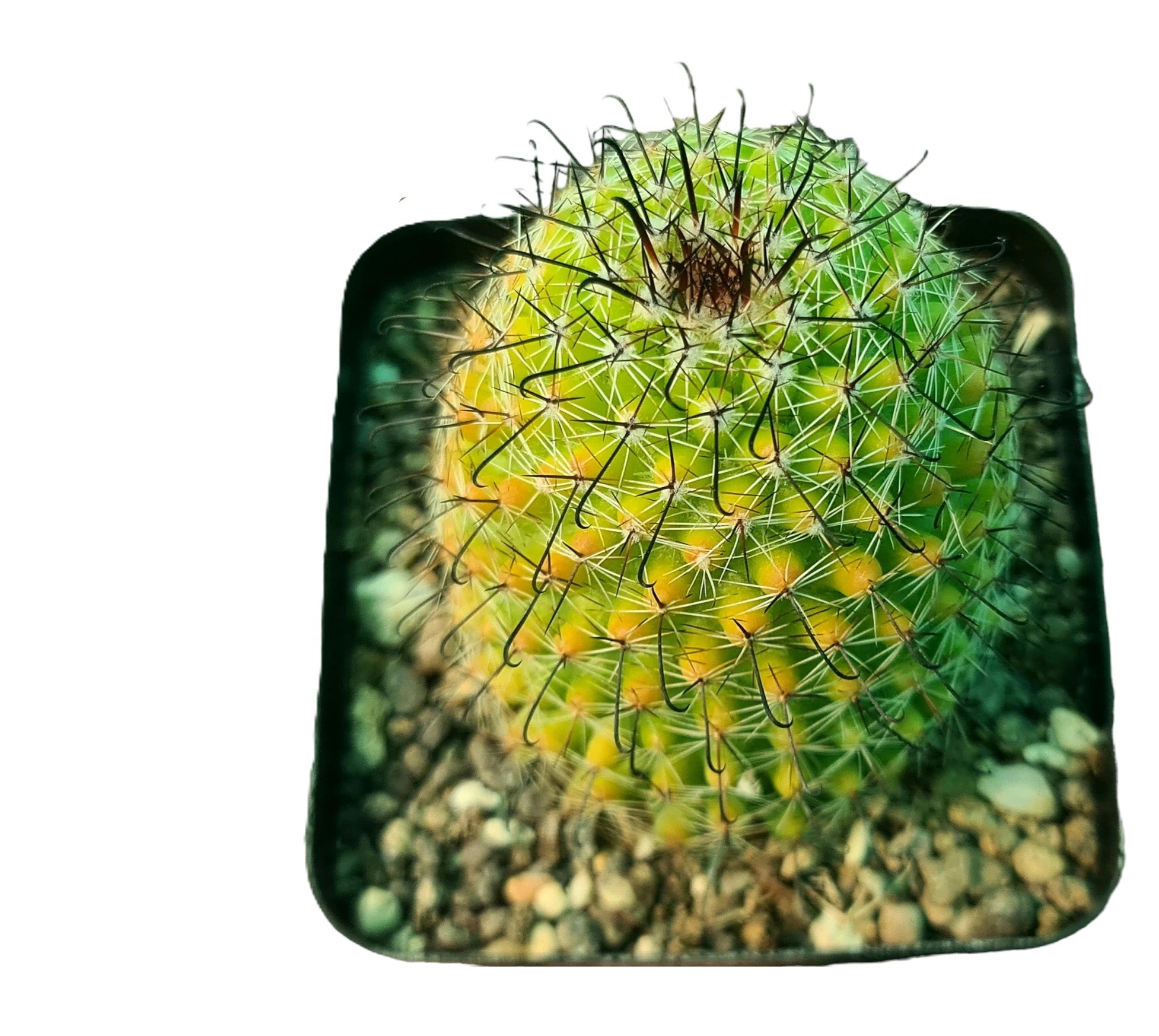 Mammillaria Beneckei Variegated – Rare Collector Cactus – Samarth Cactus  Nursery