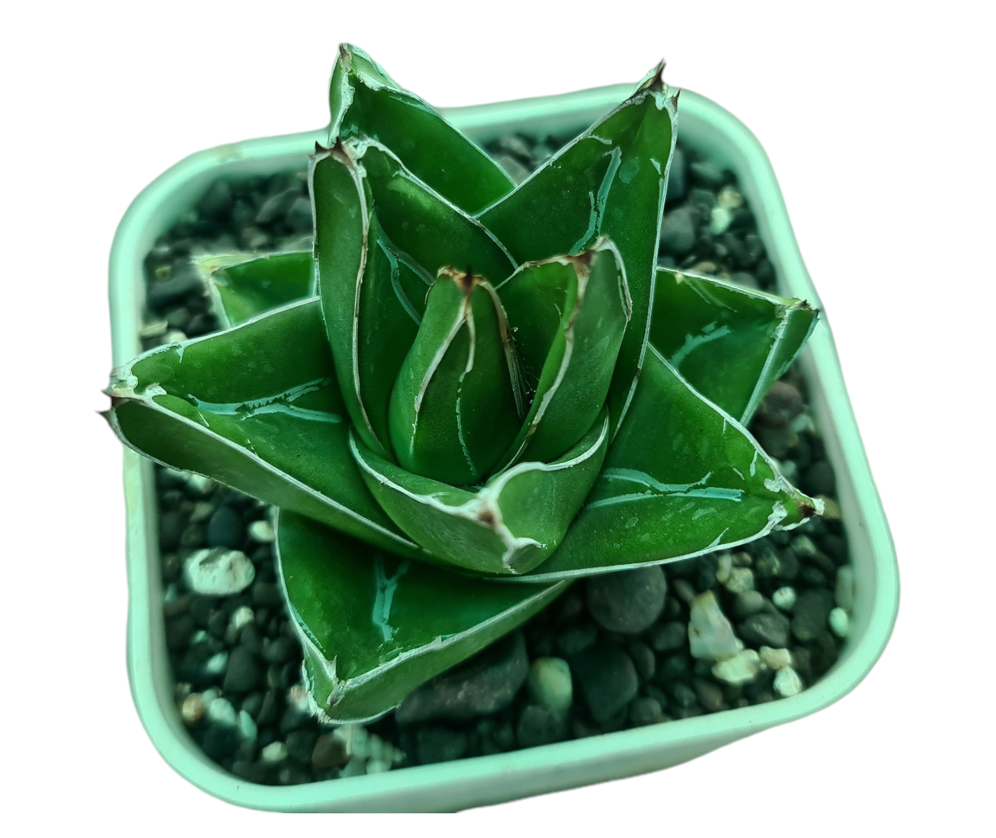 Agave victoriae reginae super wide – Samarth Cactus Nursery