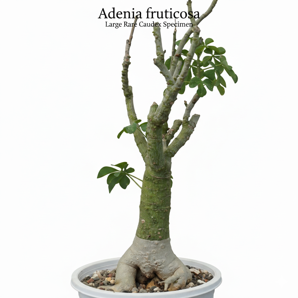 caudex succulents Adenia Fruticosa Caudex Plant Rare Bonsai Succulent Plant – Samarth Cactus Nursery