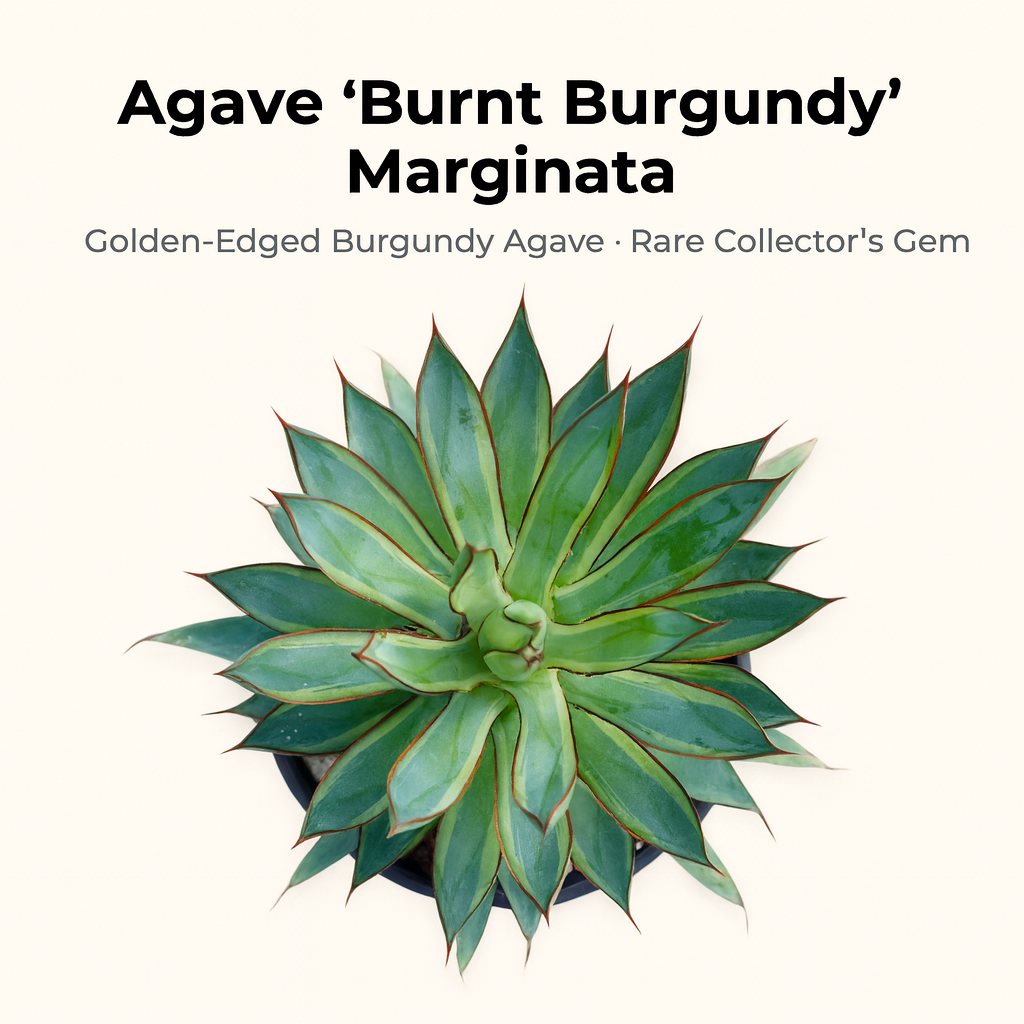 Agave Burnt Burgundy Marginata Variegated Rare Succulent Plant – Samarth  Cactus Nursery