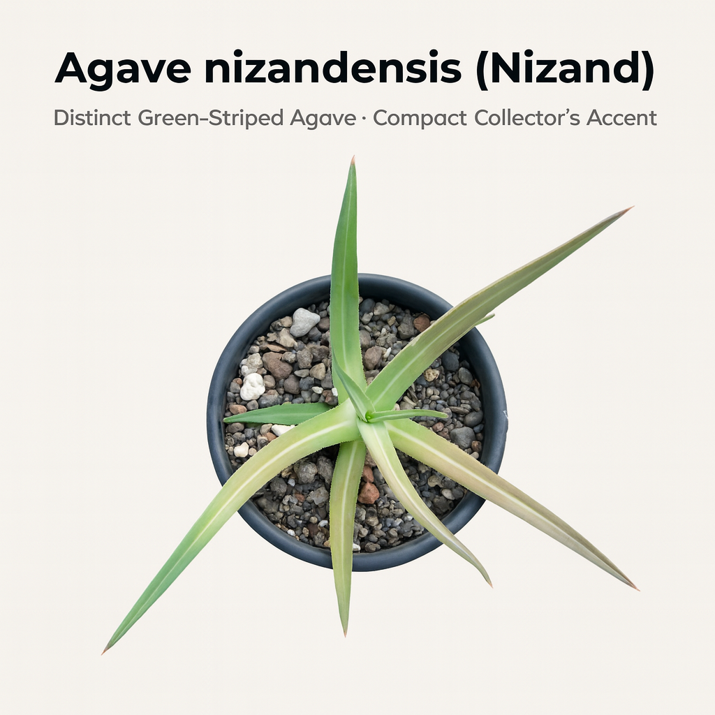 Agave Nizandensis Rare Succulent Plant Compact Agave – Samarth