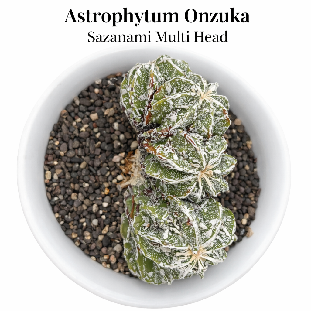 Astrophytum onzuka cv Sazanami multi head – Samarth Cactus Nursery