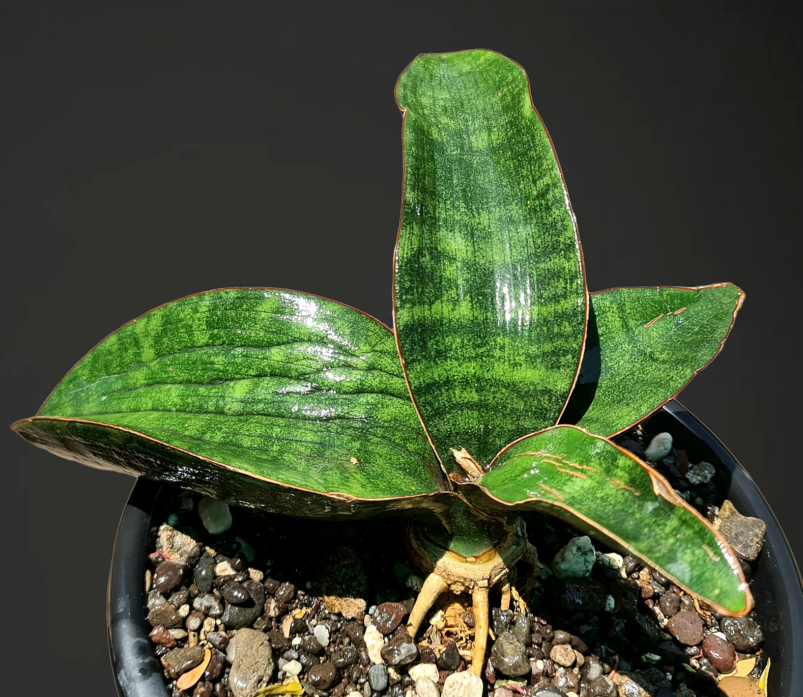 Sansevieria Humiflora Hawaiian Star
