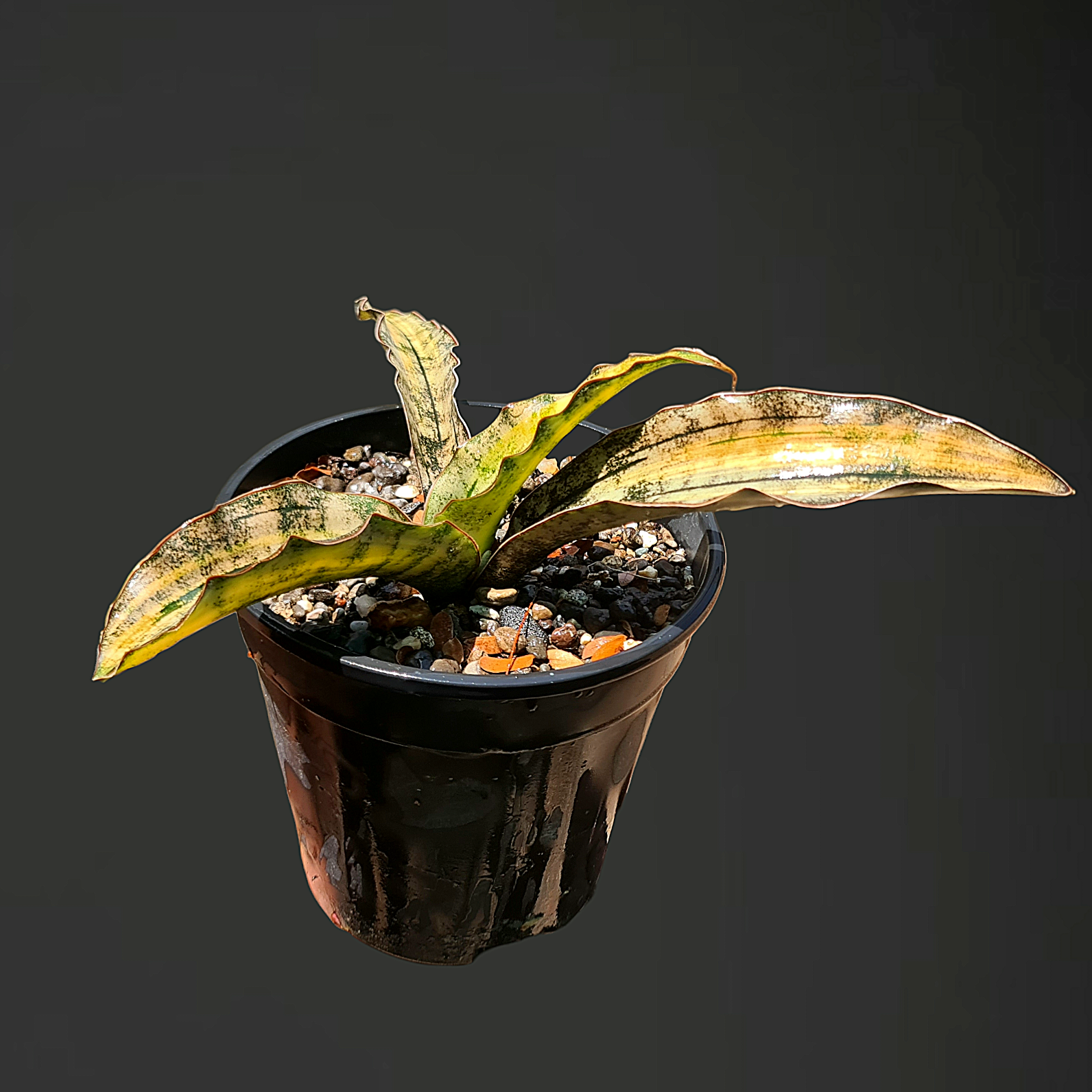sansevieria kirkii coppertone variegated Sansevieria Kirkii Coppertone Variegated