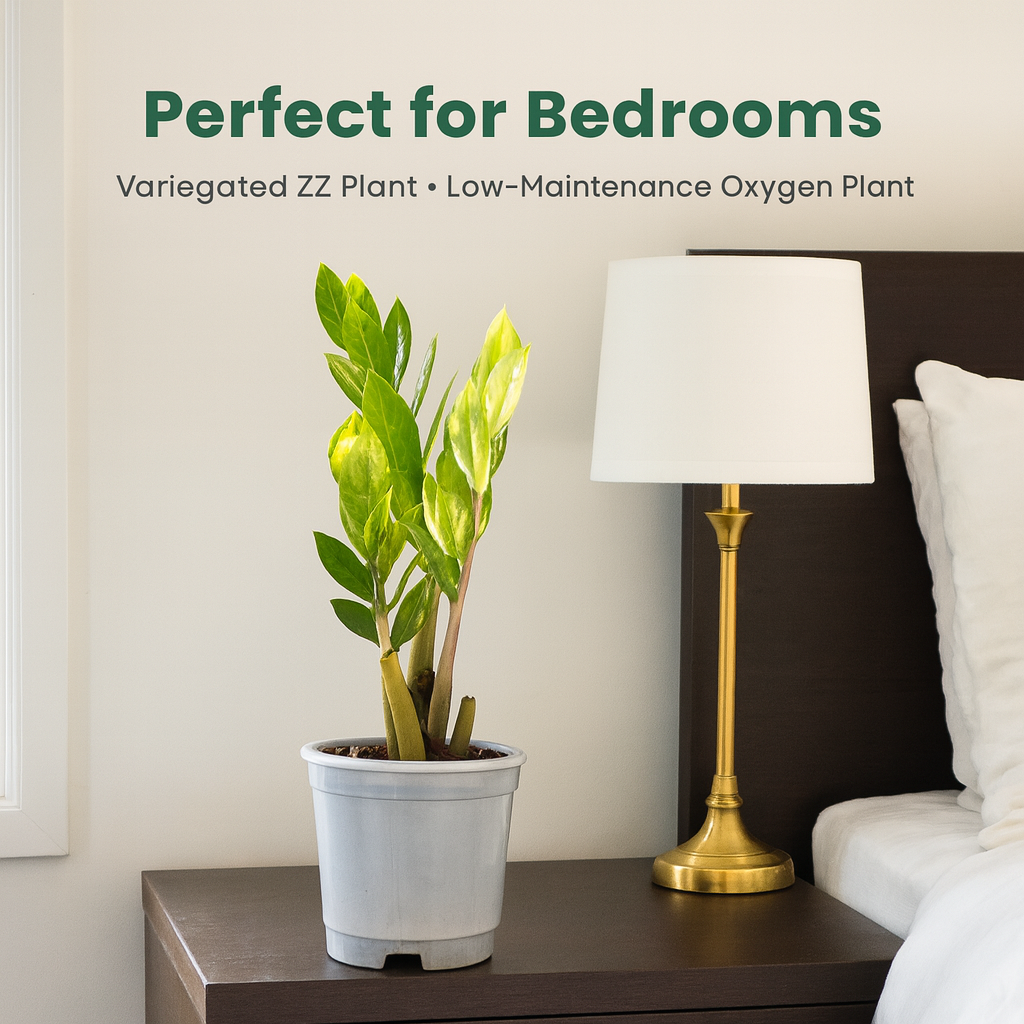 Buy ZZ Plant Variegated – Rare Air Purifying Indoor Plant