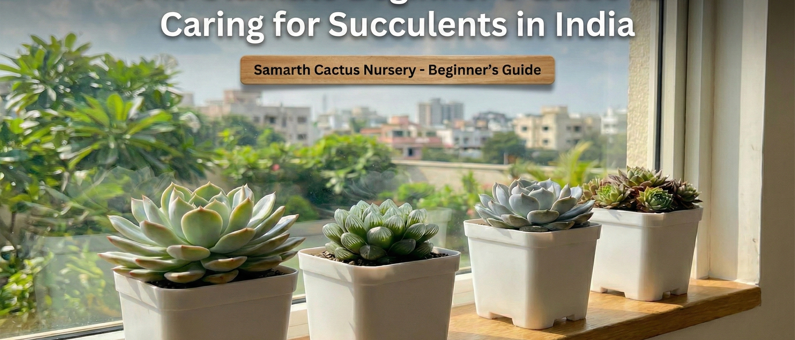 🌵 Beginner’s Guide to Succulent Care in India (2026) — Keep Your First Plant Alive!