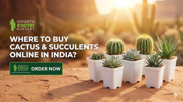 🌵 Buy Cactus & Succulents Online in India — Complete Guide for 2026