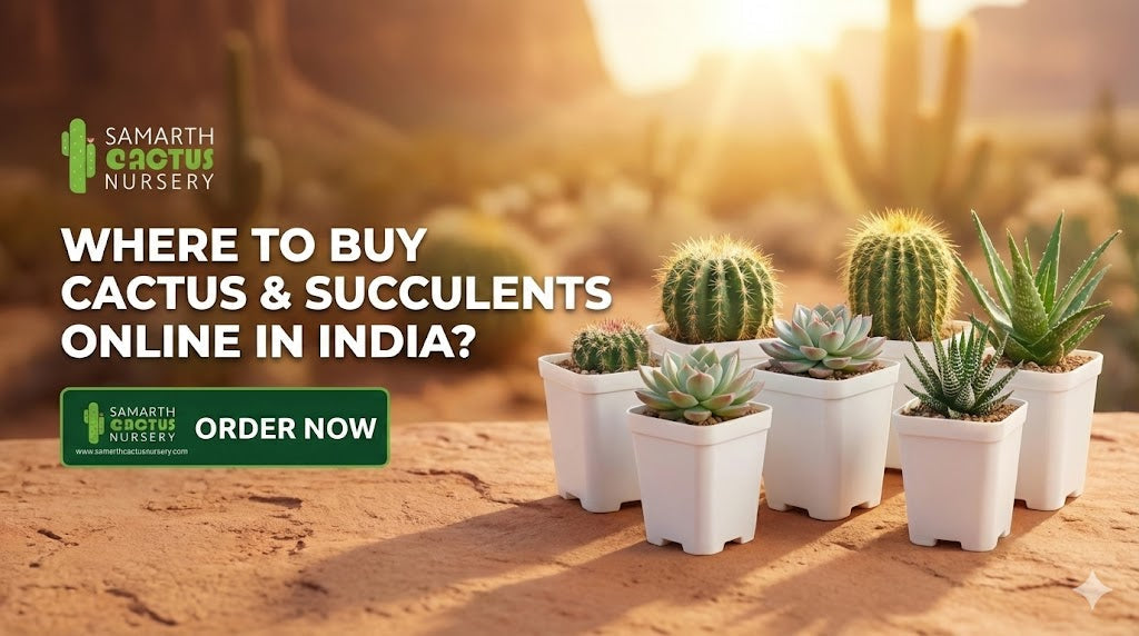 🌵 Buy Cactus & Succulents Online in India — Complete Guide for 2026