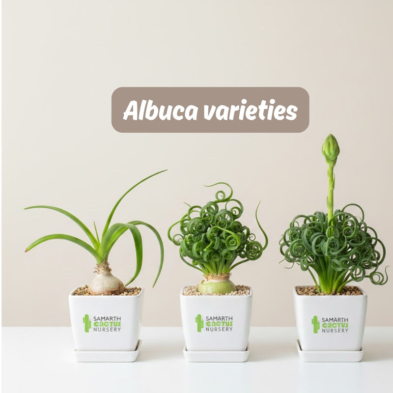 Albuca varieties