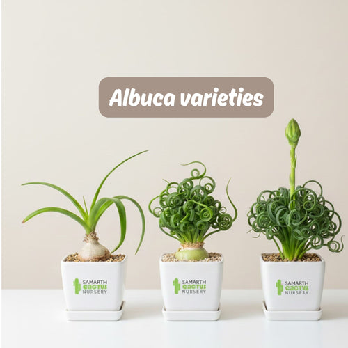 Albuca varieties