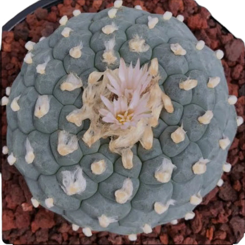 Lophophora varieties