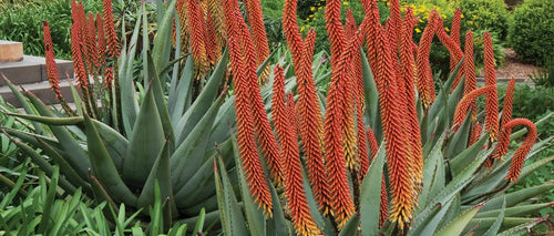 Aloe varieties