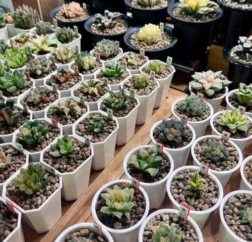 Haworthia varieties