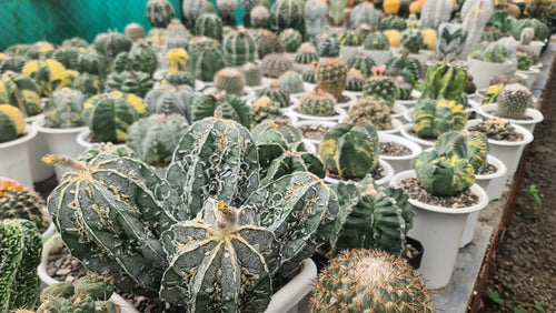 Astrophytum varieties