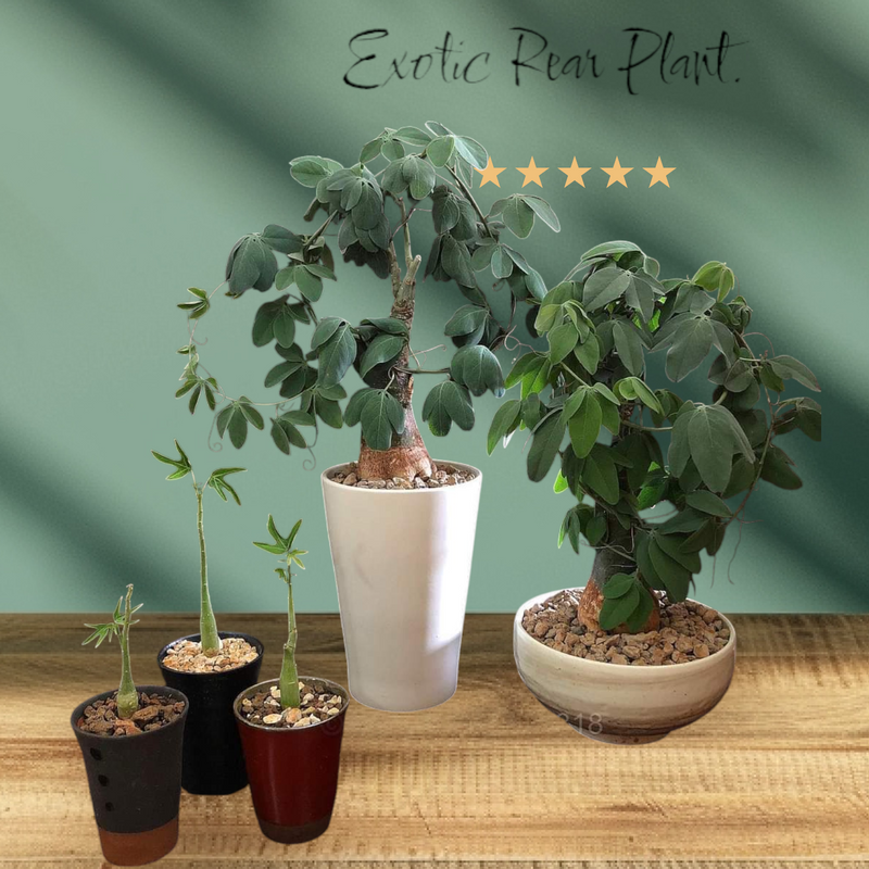 Big specimen Collector's Plants