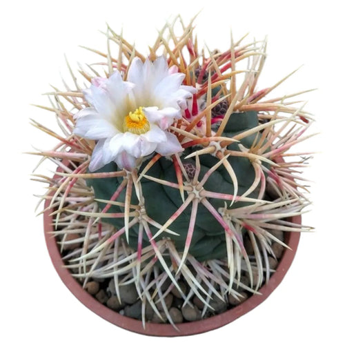 Thelocactus varieties