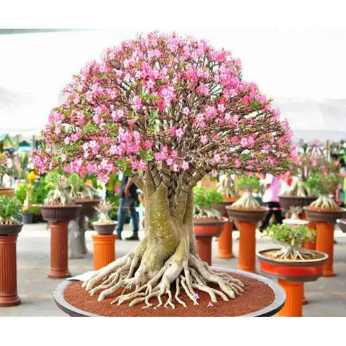 Adenium varieties