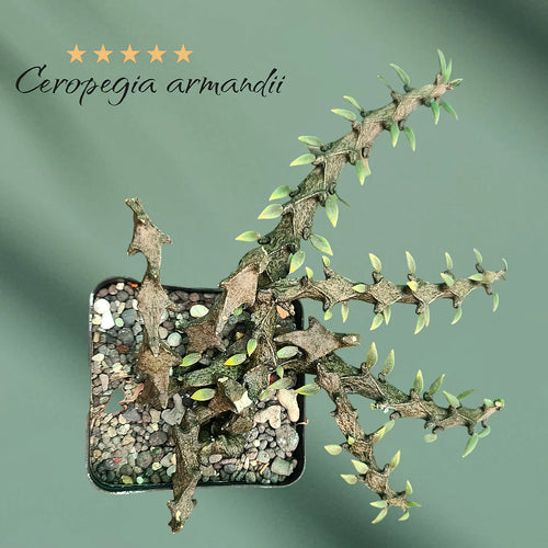 Ceropegia varieties