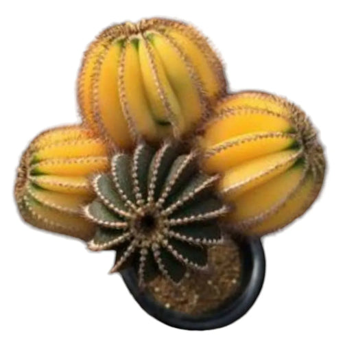Uebelmannia varieties