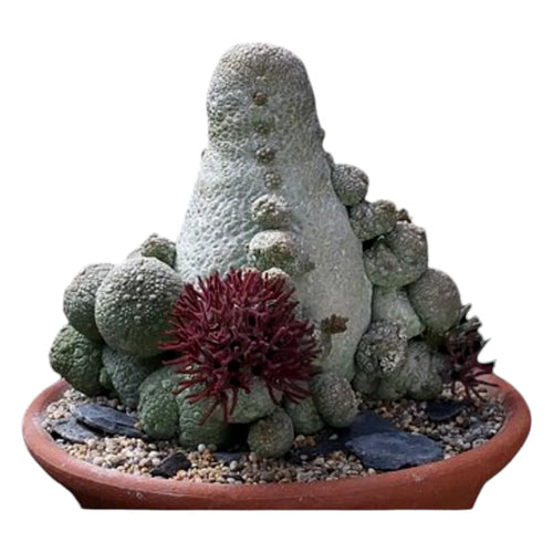 Pseudolithos varieties