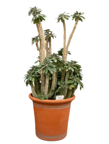 Dorstenia varieties