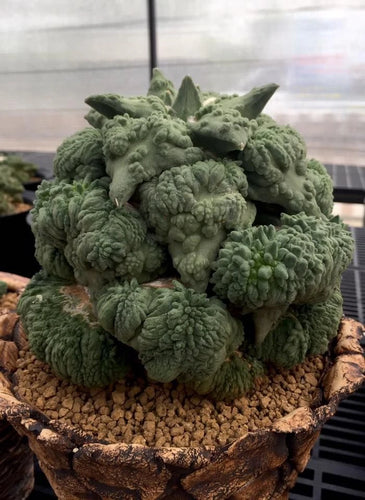 Ariocarpus varietie