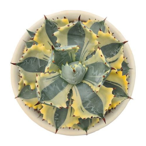 Agave varieties