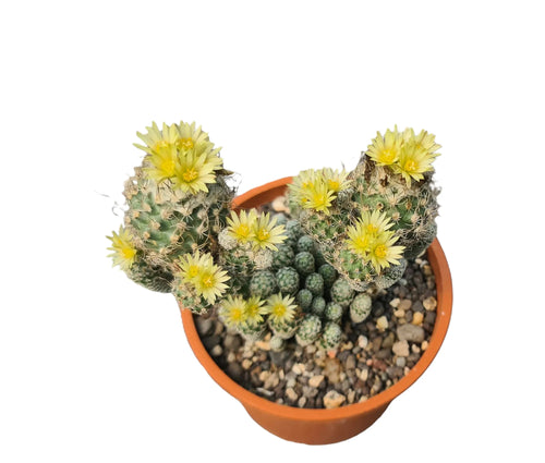 Turbinicarpus varieties