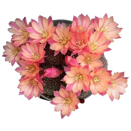 Sulcorebutia varieties