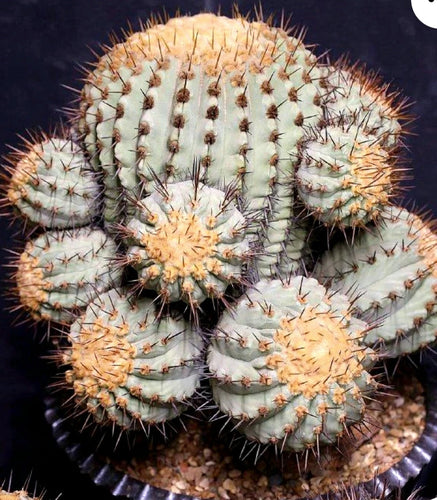 Copiapoa varieties