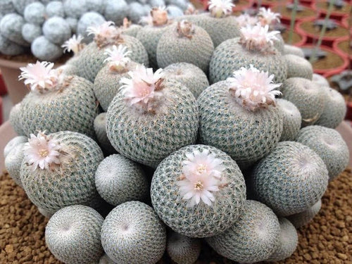 Epithelantha varieties