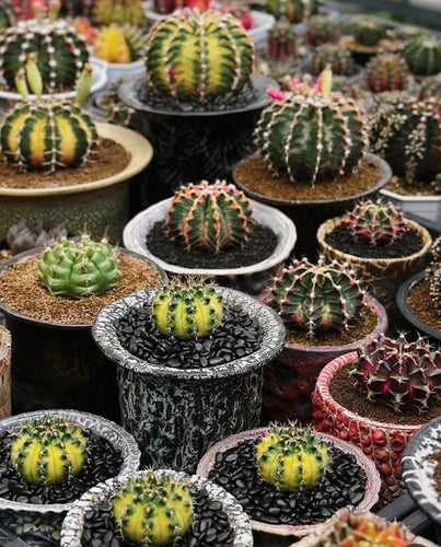 Gymnocalycium varieties