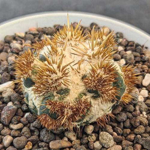 Coryopantha varieties