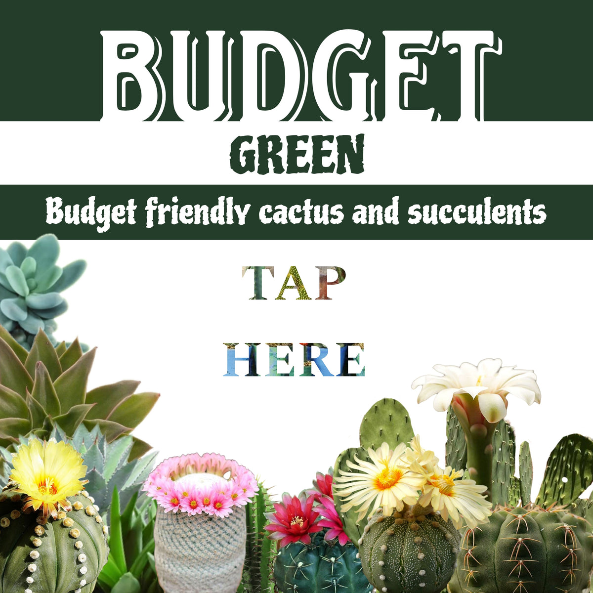 Budget Friendly Plants