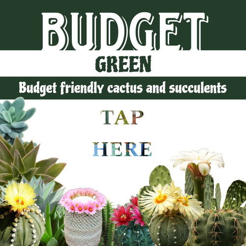 Budget Friendly Plants