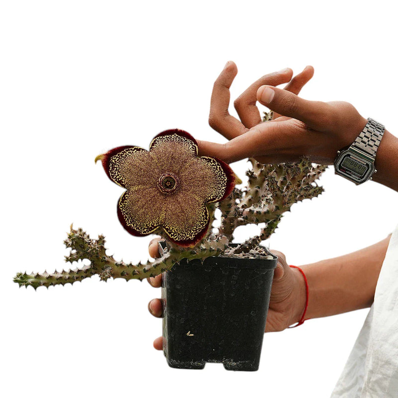 Succulent - Echeveria- Crassula- Sedum varieties