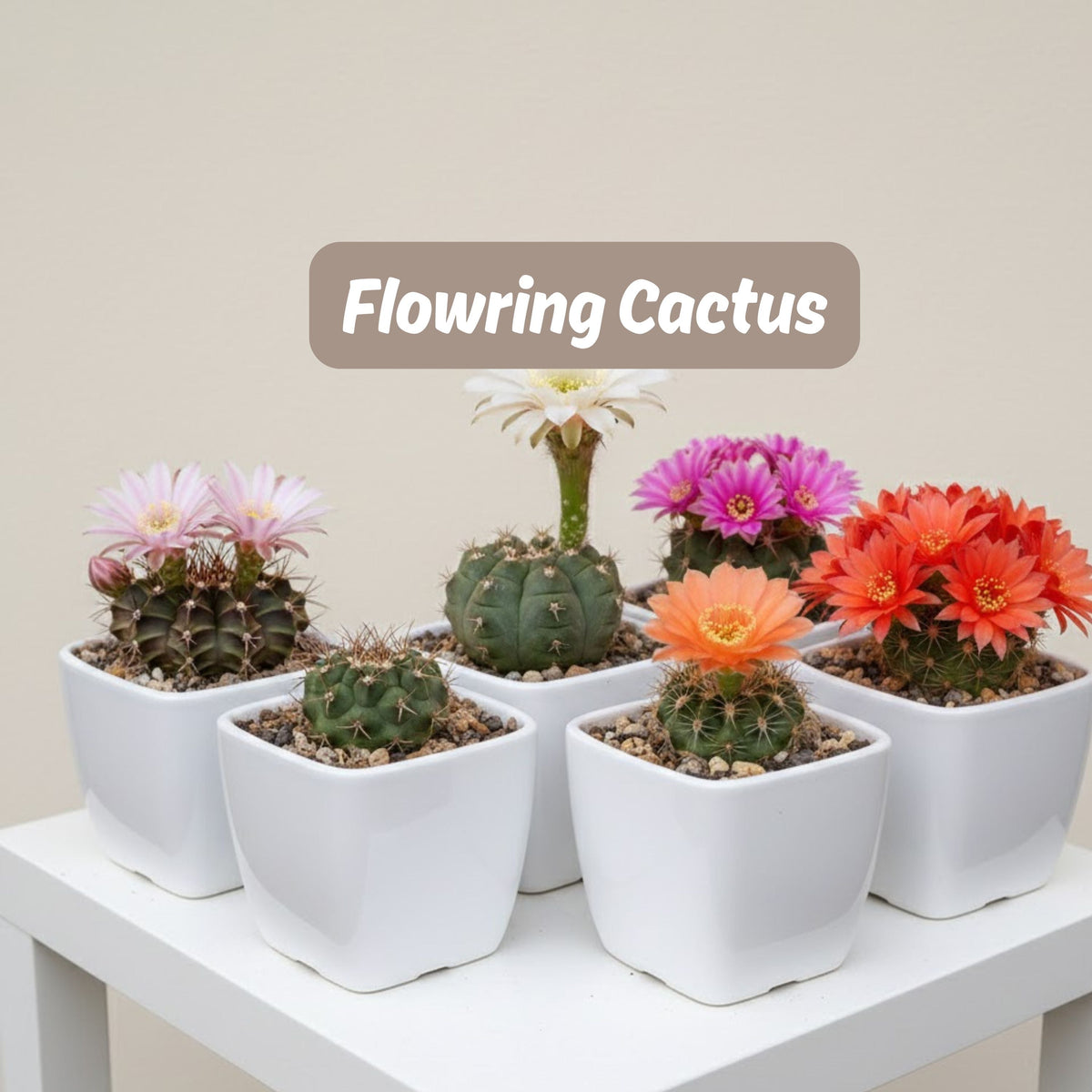 flowering cactus