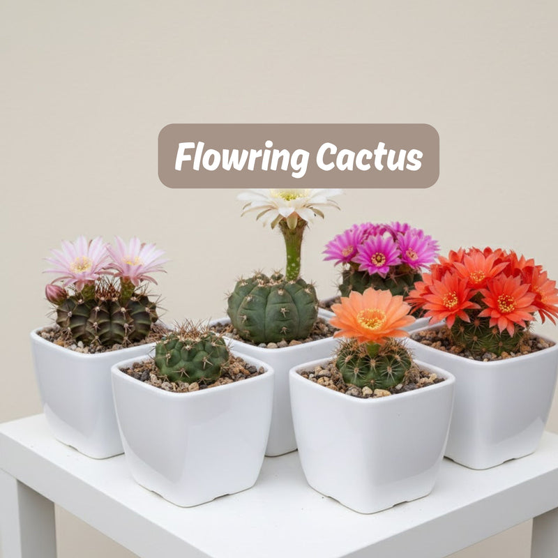 flowering cactus