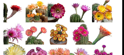 Flowring Cactus