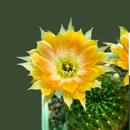 Lobivia varieties