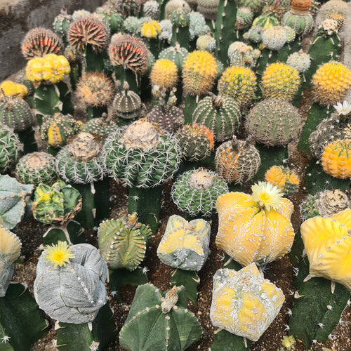 Grafted cactus varieties
